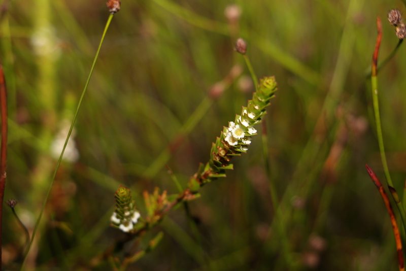 Baeckea imbricata, photographed by Greg Tasney