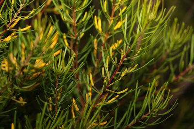 Persoonia virgata, photographed by Greg Tasney
