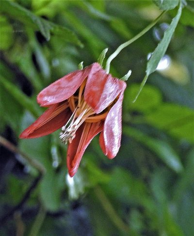 Caiophora hibiscifolia, photographed by Hugo Hulsberg