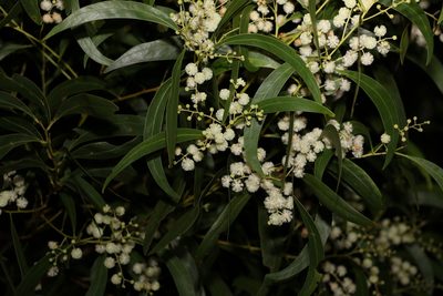 Acacia penninervis, photographed by Greg Tasney