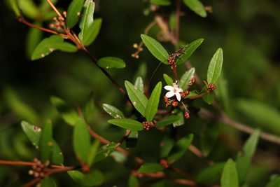 Phebalium woombye, photographed by Greg Tasney