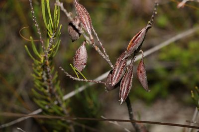 Strangea linearis, photographed by Greg Tasney