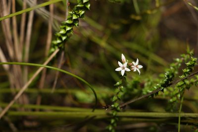 Epacris pulchella, photographed by Greg Tasney