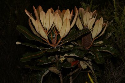 Banksia robur, photographed by Greg Tasney