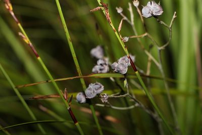 Haemodorum tenuifolium, photographed by Greg Tasney