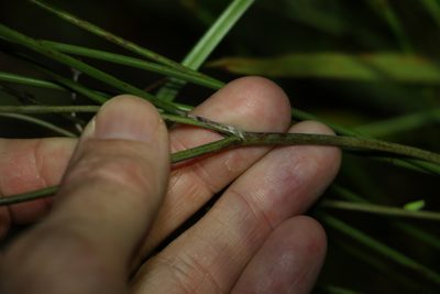 Haemodorum tenuifolium, photographed by Greg Tasney