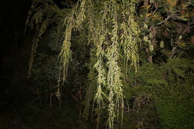 Baeckea frutescens, photographed by Greg Tasney