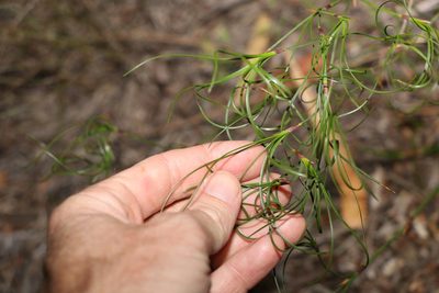 Caustis flexuosa, photographed by Greg Tasney