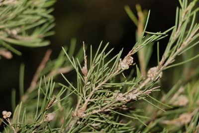 Melaleuca nodosa, photographed by Greg Tasney