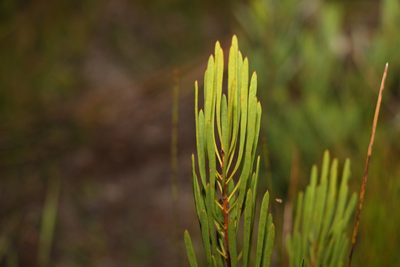 Strangea linearis, photographed by Greg Tasney