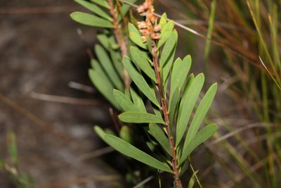 Melaleuca pachyphylla, photographed by Greg Tasney