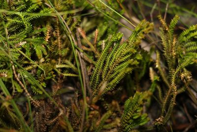 Selaginella uliginosa, photographed by Greg Tasney