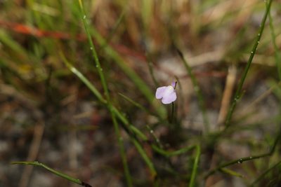 Utricularia lateriflora, photographed by Greg Tasney