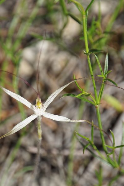 Caladenia horistes, photographed by John Van Den Nouwelant