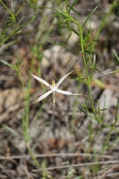 Caladenia horistes, photographed by John Van Den Nouwelant