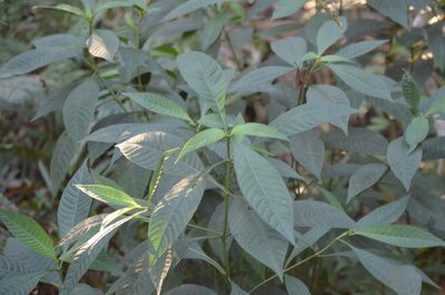 Psychotria tenuifolia, photographed by Josiah Londerée
