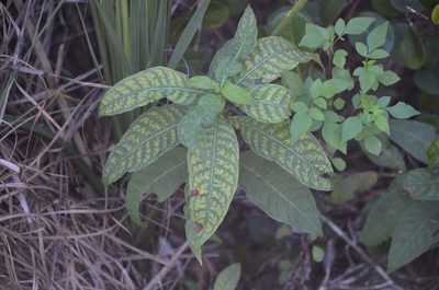 Psychotria tenuifolia, photographed by Josiah Londerée