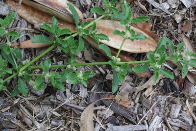 Gomphrena diffusa, photographed by Greg Tasney