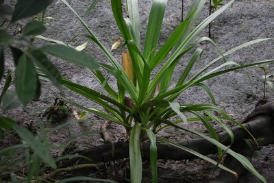 Crinum asiaticum