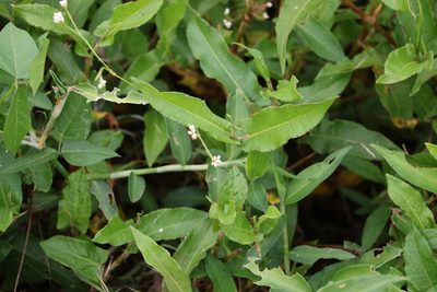Persicaria strigosa, photographed by Greg Tasney