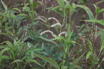 Persicaria attenuata, photographed by Greg Tasney