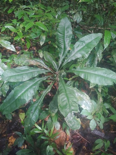 Clavija lancifolia, photographed by Guillaume Delaitre