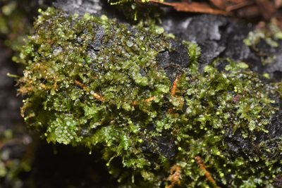 Calypogeia muelleriana, photographed by Braden J. Judson