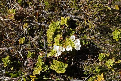 Veronica macrantha, photographed by BIHNZ