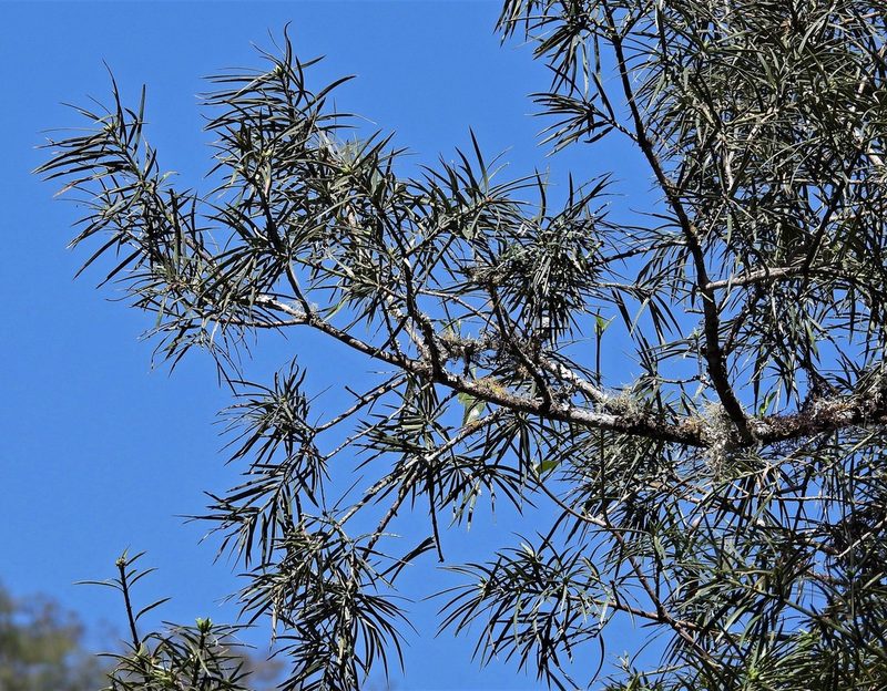 Podocarpus parlatorei, photographed by Hugo Hulsberg