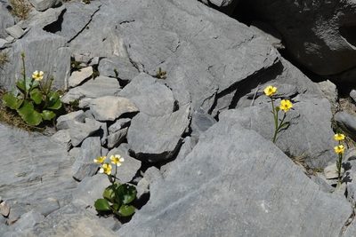 Ranunculus insignis, photographed by BIHNZ
