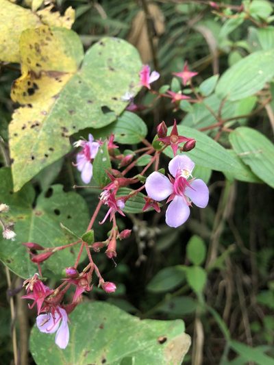 Monochaetum multiflorum, photographed by Skjold Søndergaard