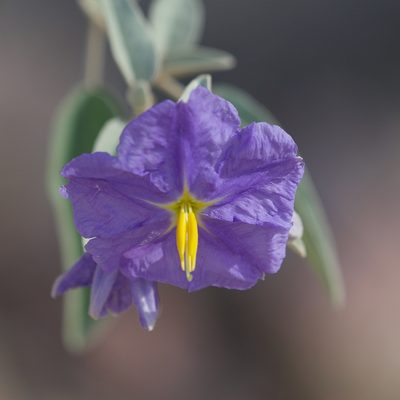 Solanum hindsianum, photographed by Bill Levine
