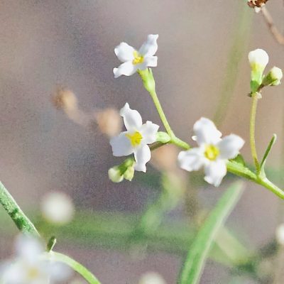 Stenotis arenaria, photographed by Bill Levine