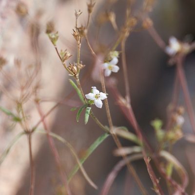 Stenotis arenaria, photographed by Bill Levine