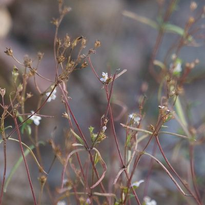 Stenotis arenaria, photographed by Bill Levine