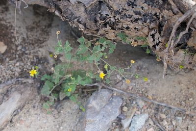 Perityle cuneata, photographed by Bill Levine