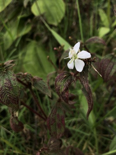 Chaetogastra ciliaris, photographed by Skjold Søndergaard