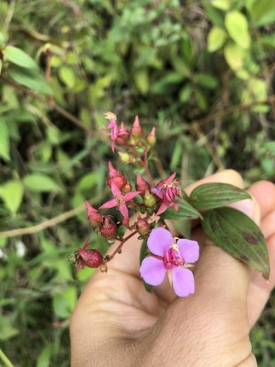 Monochaetum multiflorum, photographed by Skjold Søndergaard