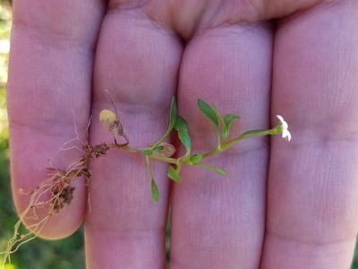 Houstonia micrantha, photographed by Leila Dasher
