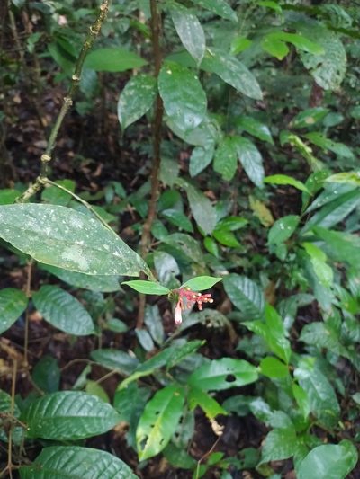 Palicourea calophylla, photographed by Guillaume Delaitre