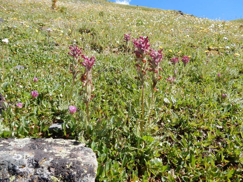 Pedicularis cystopteridifolia, photographed by Matt Lavin