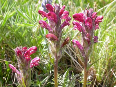 Pedicularis cystopteridifolia, photographed by Matt Lavin