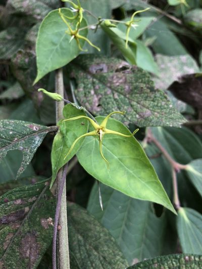 Oxypetalum cordifolium, photographed by Skjold Søndergaard