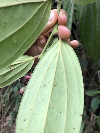 Cavendishia pubescens, photographed by Skjold Søndergaard