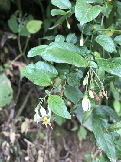 Solanum sodiroi, photographed by Skjold Søndergaard