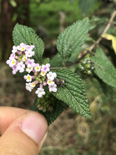 Lantana hirta, photographed by Skjold Søndergaard