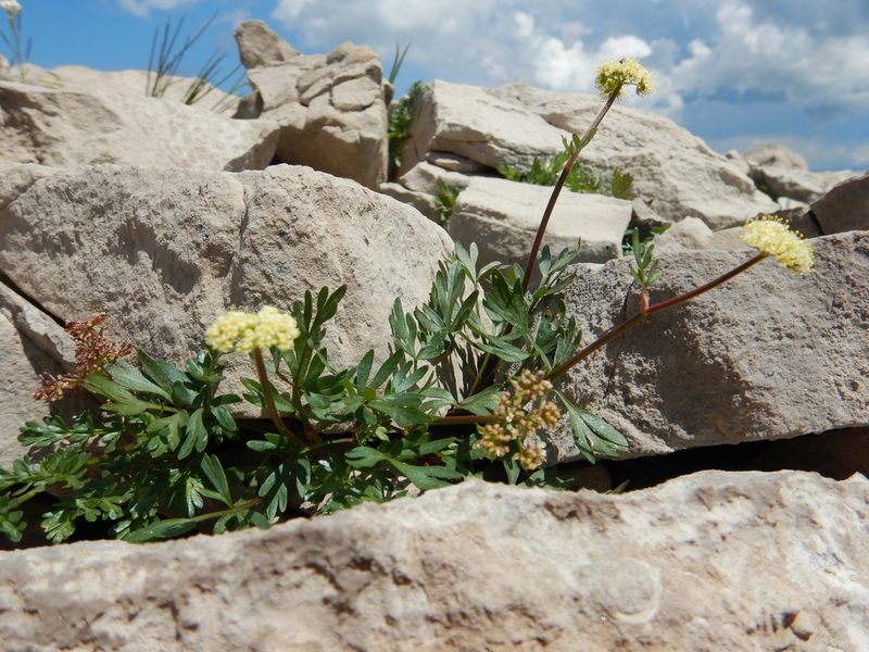 Musineon vaginatum, photographed by Matt Lavin