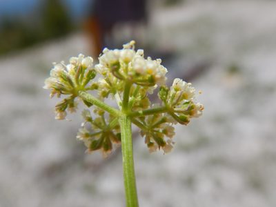Musineon vaginatum, photographed by Matt Lavin