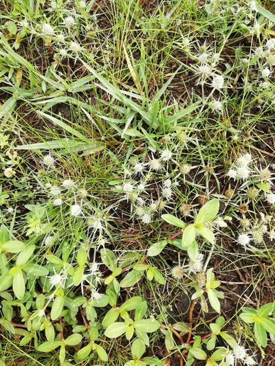 Eryngium echinatum, photographed by Agustina Medina