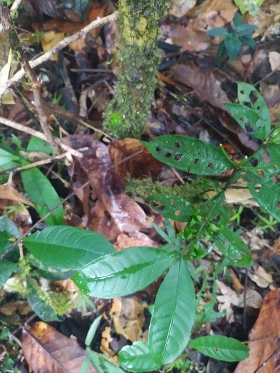 Faramea guianensis, photographed by Guillaume Delaitre